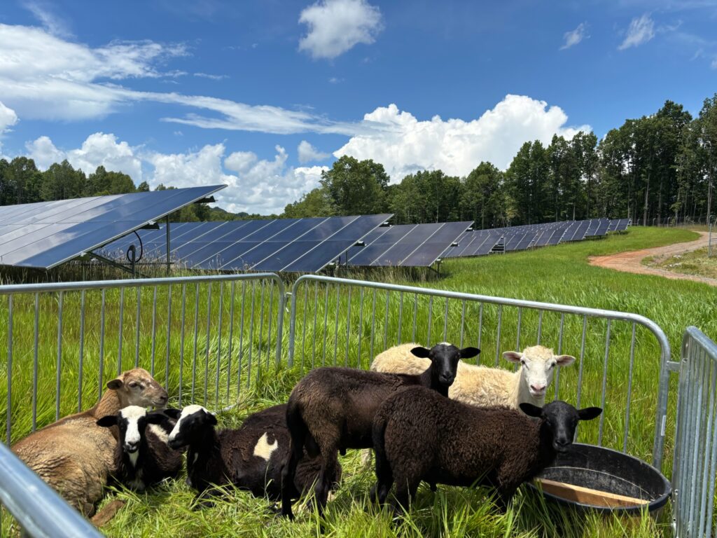 Ovejas pastando junto a paneles solares en una planta agrivoltaica