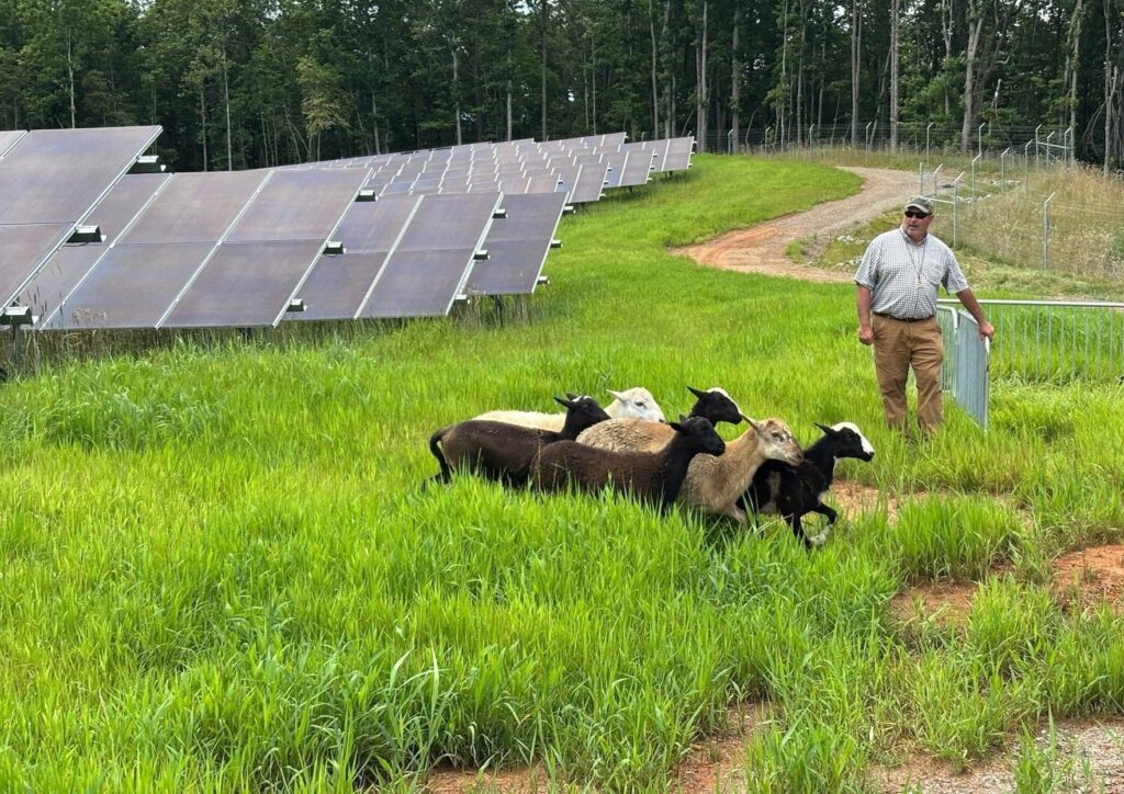 Agrivoltaica: energía fotovoltaica y uso productivo del suelo